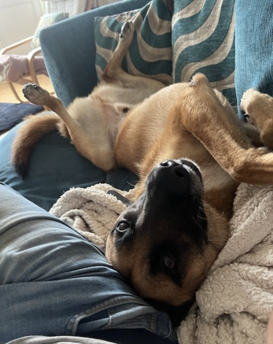 The_NFRSA's tweet image. Would you all please hold RPD Jake in your hearts today. He is being operated on, a major one.
Jake served bravely with @sspoldogsection. 
We will keep you informed, but it goes without saying he’ll have our support. 

More info later.. 🙏🏼

💜🐾💜🐾💜

#nfrsa #prisondogs