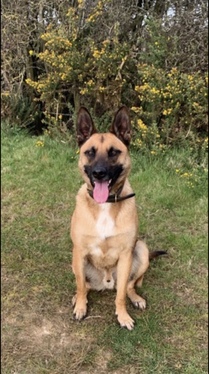 The_NFRSA's tweet image. Would you all please hold RPD Jake in your hearts today. He is being operated on, a major one.
Jake served bravely with @sspoldogsection. 
We will keep you informed, but it goes without saying he’ll have our support. 

More info later.. 🙏🏼

💜🐾💜🐾💜

#nfrsa #prisondogs