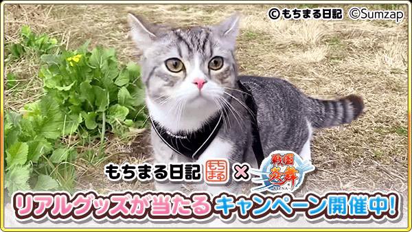 kot_510's tweet photo. 抽選でコラボグッズが当たる！ゲームに隠れたもち様を探そう！今回はこのもち様を見つけたよ
https://t.co/B37ADrsRdU

#もちまる炎舞 #戦国炎舞 https://t.co/lCHSbJosPs