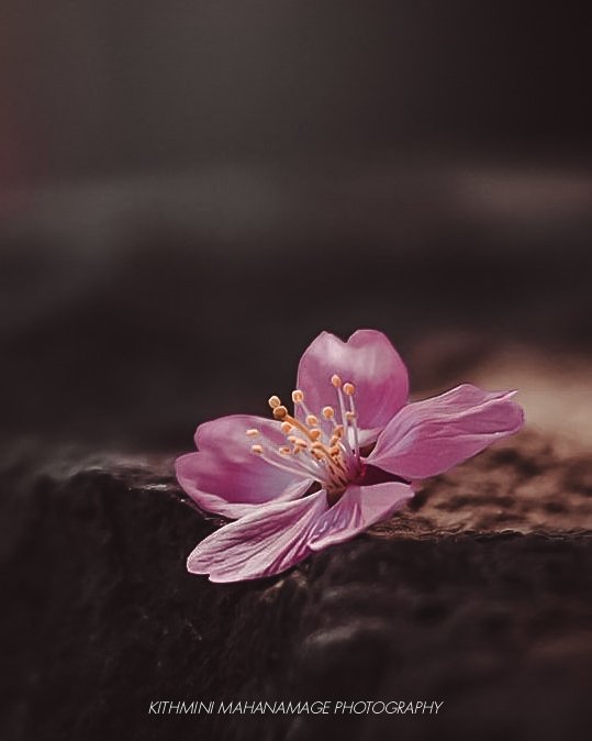 kithmini_m's tweet photo. 🌸 පරව යන බව දැන දැනම හැමදාම මල් පිපුණා.....

#photography #photooftheday #naturelovers #nature #love #FLOWER https://t.co/5u40NCf4fo