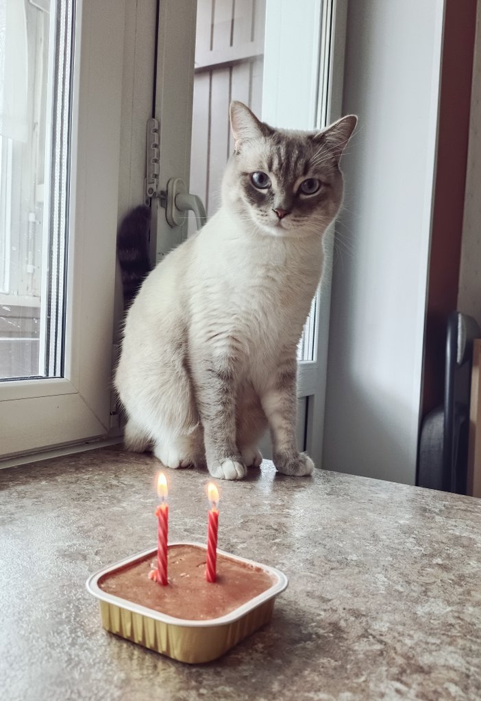 Булка празднует 2 года ✨