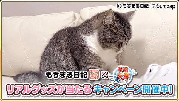 kot_510's tweet photo. 抽選でコラボグッズが当たる！ゲームに隠れたもち様を探そう！今回はこのもち様を見つけたよ
https://t.co/B37ADrsRdU

#もちまる炎舞 #戦国炎舞 https://t.co/wfr2ouPRVr