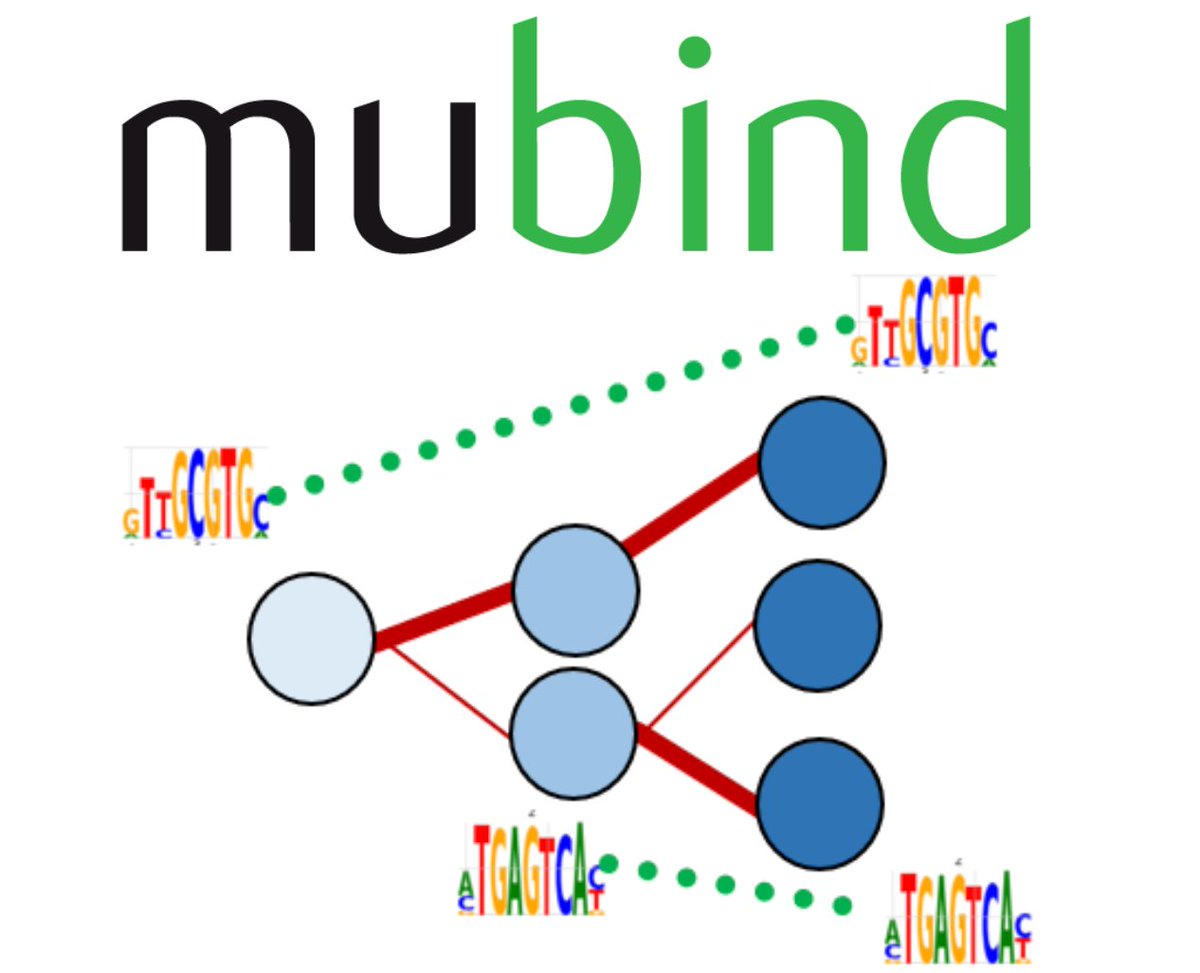Presenting mubind, a new method at @fabian_theis lab to learn scATAC-seq using seq features and graph representations e.g. kNN-graphs for cell-cell communication. With it, we can learn motif features linked with local cell transitions #ISMBECCB2023 [1/3] github.com/theislab/mubin…
