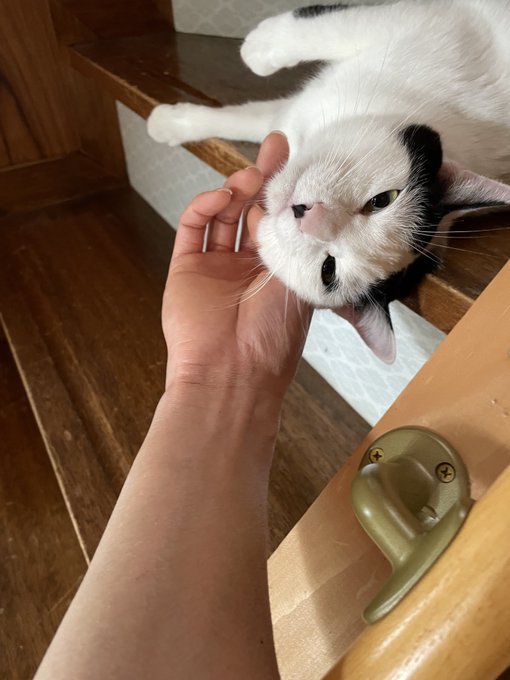 本日のログインボーナス:祖母宅の気難しいねこ様の機嫌をとれ! 