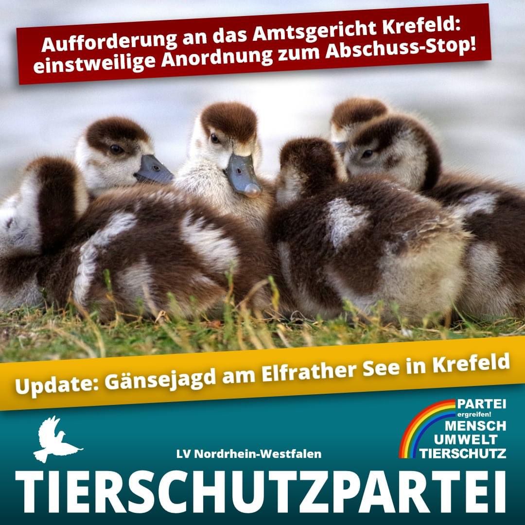 tsp_nrw's tweet photo. Am Elfrather #See in #Krefeld sind immer mehr Tierschützer:innen involviert und unser Landesverband unterstützt die #Interventionen dort. Lasst die #Gänse leben!
Das Update zum Fall gibt es hier: https://t.co/hyvCSOidtO https://t.co/aKnpkH5Qoe
