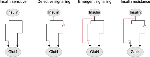Portland Press (@pppublishing) on Twitter photo Recent phosphoproteomics studies have transformed our perspective on signalling changes in insulin resistance. <a href="/JulianvanGerwen/">Julian van Gerwen</a>, <a href="/AmberShunshion/">Amber Shunshion</a> and <a href="/DPhaz/">Daniel Fazakerley</a> discuss how these changes could lead to impaired GLUT4 trafficking in this mini-review. doi.org/10.1042/BST202… Recent phosphoproteomics studies have transformed our perspective on signalling changes in insulin resistance. <a href="/JulianvanGerwen/">Julian van Gerwen</a>, <a href="/AmberShunshion/">Amber Shunshion</a> and <a href="/DPhaz/">Daniel Fazakerley</a> discuss how these changes could lead to impaired GLUT4 trafficking in this mini-review. doi.org/10.1042/BST202…
