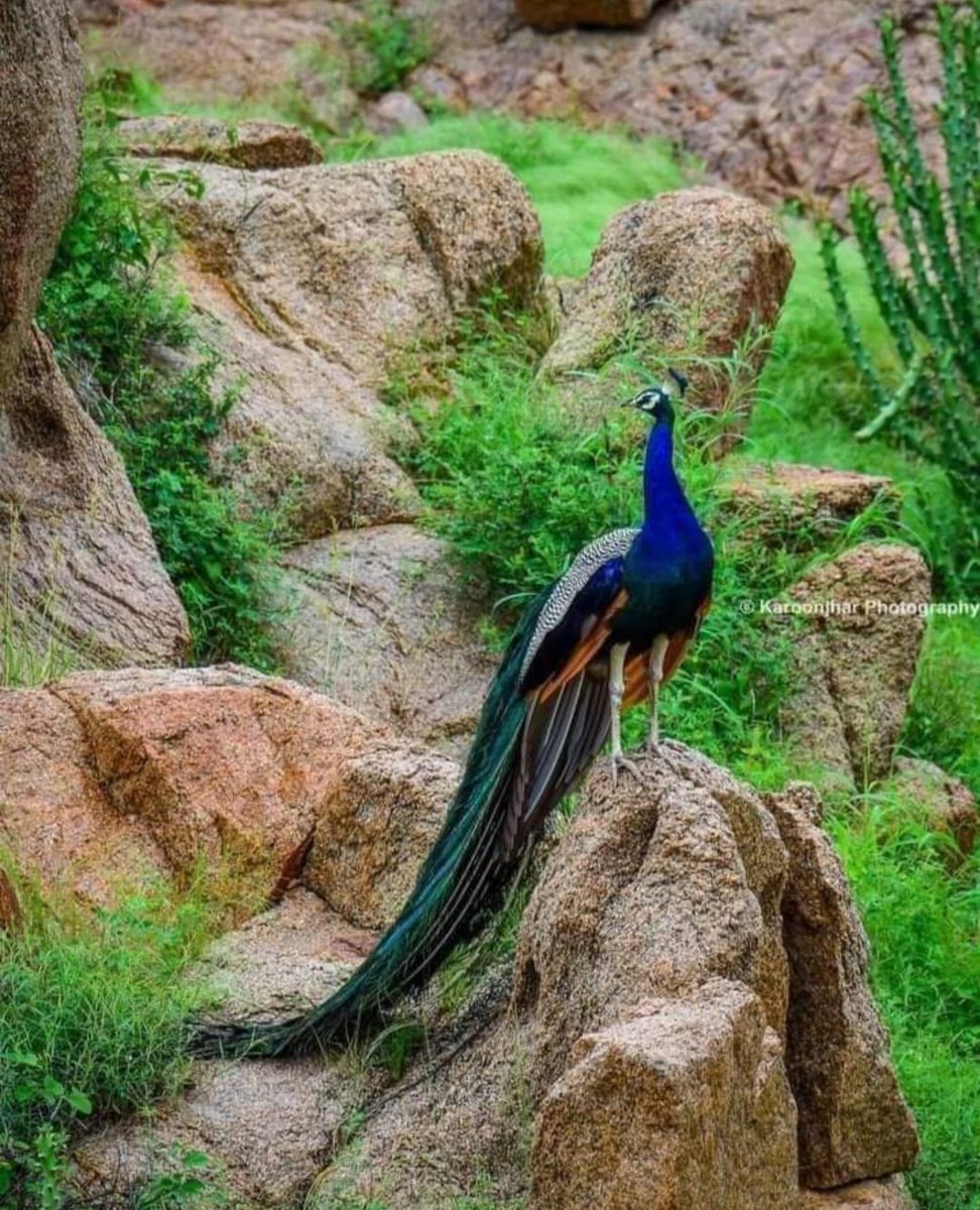 jatoi782's tweet photo. #Save https://t.co/3NIx3vUz8w
