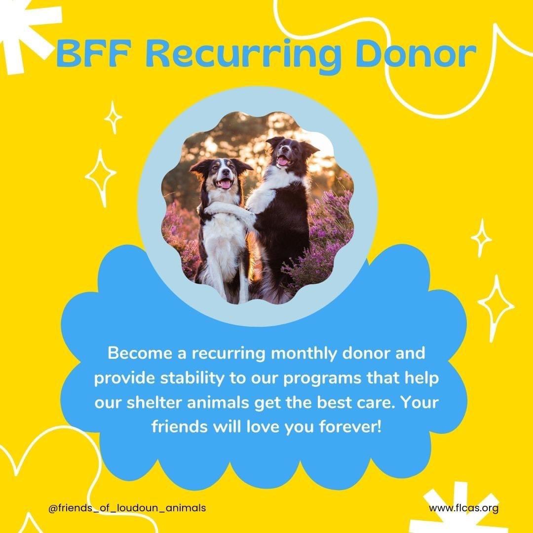 FLCAS2018's tweet photo. Your donation makes a difference for the animals living in the shelter, both now & into the future. Here are 5 easy ways you can help them live happy, healthy, & enriched lives while they wait for their families to adopt them. Visit the link in our bio to learn more! #FLCAS https://t.co/gu4xsT936q