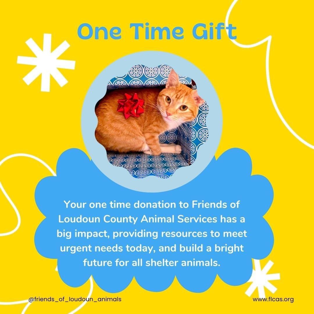 FLCAS2018's tweet photo. Your donation makes a difference for the animals living in the shelter, both now & into the future. Here are 5 easy ways you can help them live happy, healthy, & enriched lives while they wait for their families to adopt them. Visit the link in our bio to learn more! #FLCAS https://t.co/gu4xsT936q