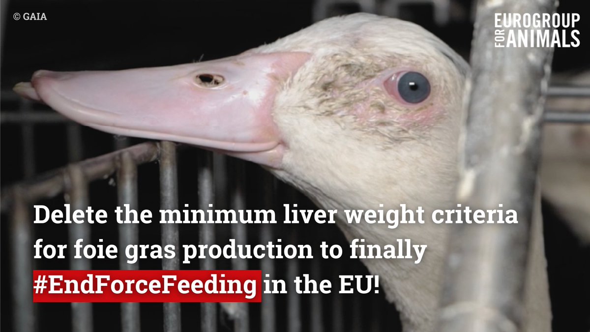 Act4AnimalsEU's tweet photo. #EndForceFeeding in 🇪🇺!

22 Member States have taken this step already! 

Now it's @EUAgri's turn to end the unnecessary suffering of millions of animals by deleting the minimum liver weight criteria for #foiegras production from the EU Regulation! https://t.co/a0yoLl155Q