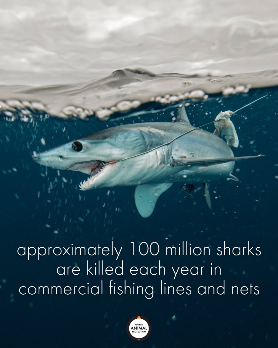 MoveTheWorldUS's tweet photo. We're killing our oceans at an alarming rate. 🦈 #SharkWeek https://t.co/XqZ1k3VpKQ