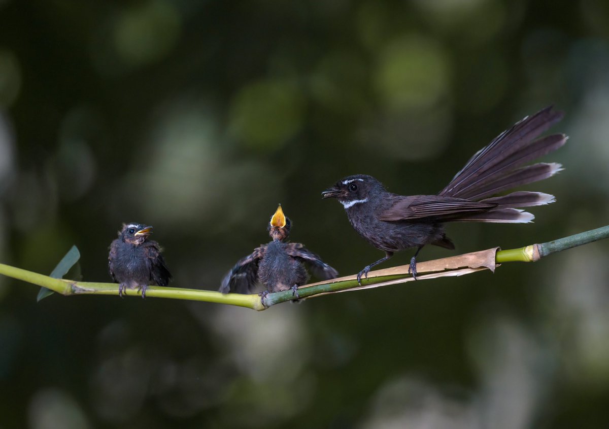 I am so hungry… 
Bird ID: White-throated fantail.
Camera: Nikon Z9, 500pf
Location: WB, India.
#indiaves #bbewildlifepotd #natgeoindia
#NatGeo #ThePhotoHour #BirdsSeenin2023 #birds #bbceart #amazingnature