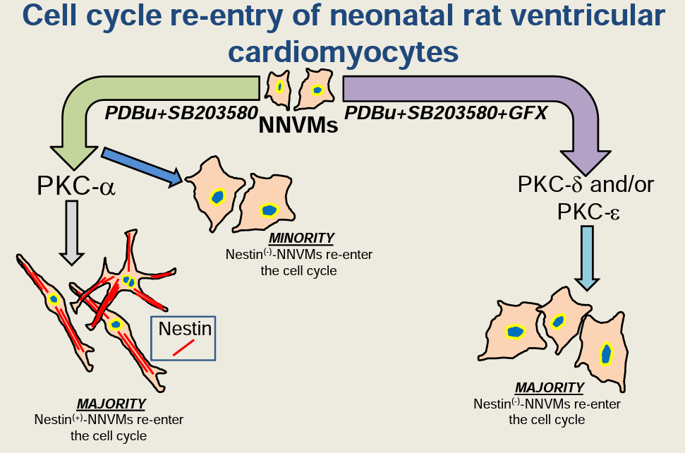 AJPCellPhys's tweet photo. Begin your week off right with an #ArticleinPress from @UMontreal Distinct Protein Kinase C isoforms drive the cell cycle re-entry of two separate populations of neonatal rat ventricular cardiomyocytes (Mariana Kebbe et al.):
https://t.co/Dh3EJKnczs
#Nestin #CellCycle https://t.co/ukrf0EPemd