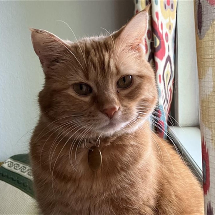 humanecolorado's tweet image. "If you talk to Bronx, she’ll talk back. She likes to play; she loves sitting in the cat tree watching the world go by. She’s sweet as can be and just needs a family that will let her get comfortable at her own pace."

- Bronx's Foster Family

Adopt Bronx: bit.ly/44ZxJhQ