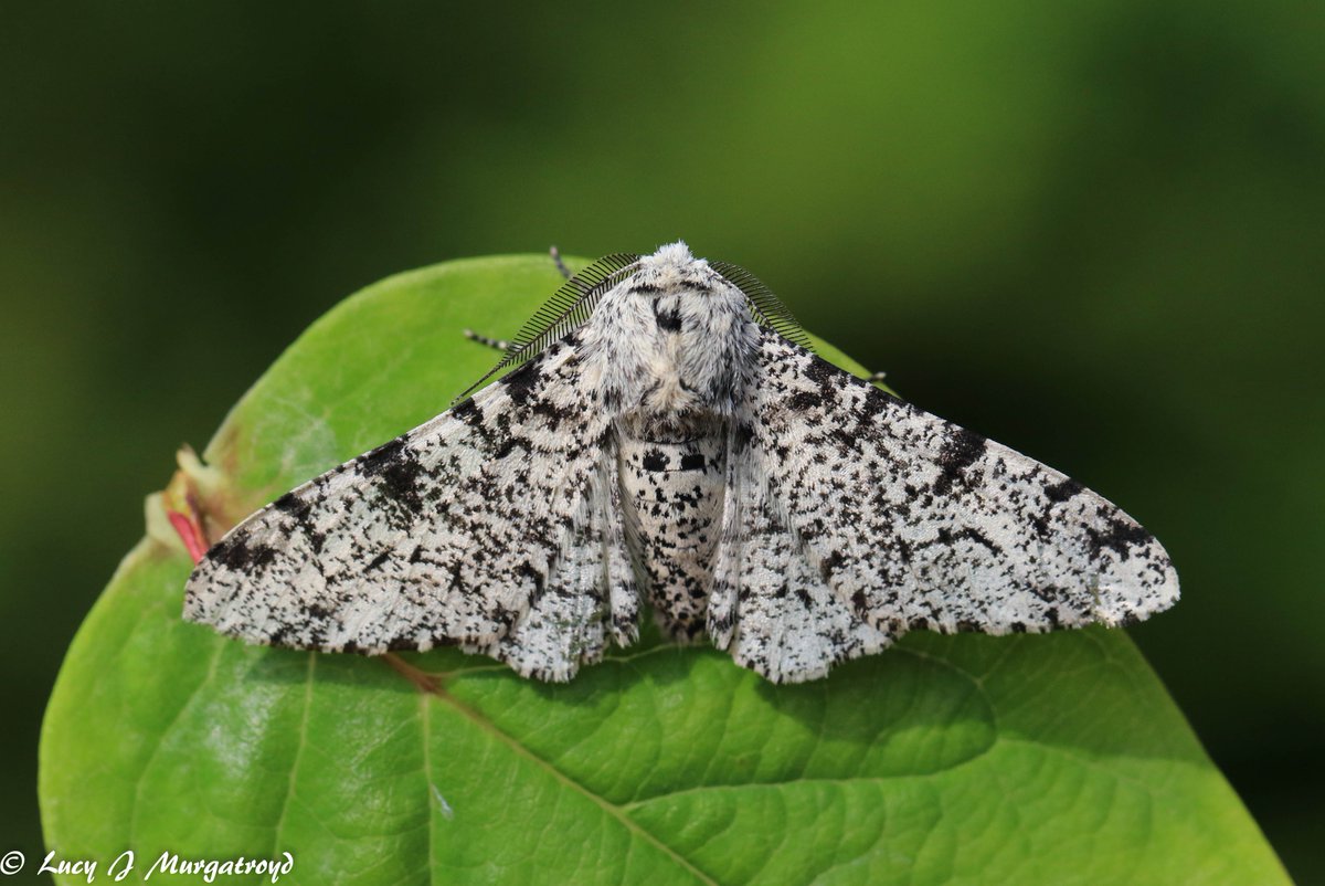 #NationalMothWeek 2023 is now upon us! This week is all about celebrating the beauty, life cycles and habitats of moths, with everyone encouraged to take part, using gardens, local parks or nature reserves to do so. All records count &amp; can be easily submitted online 🦋
