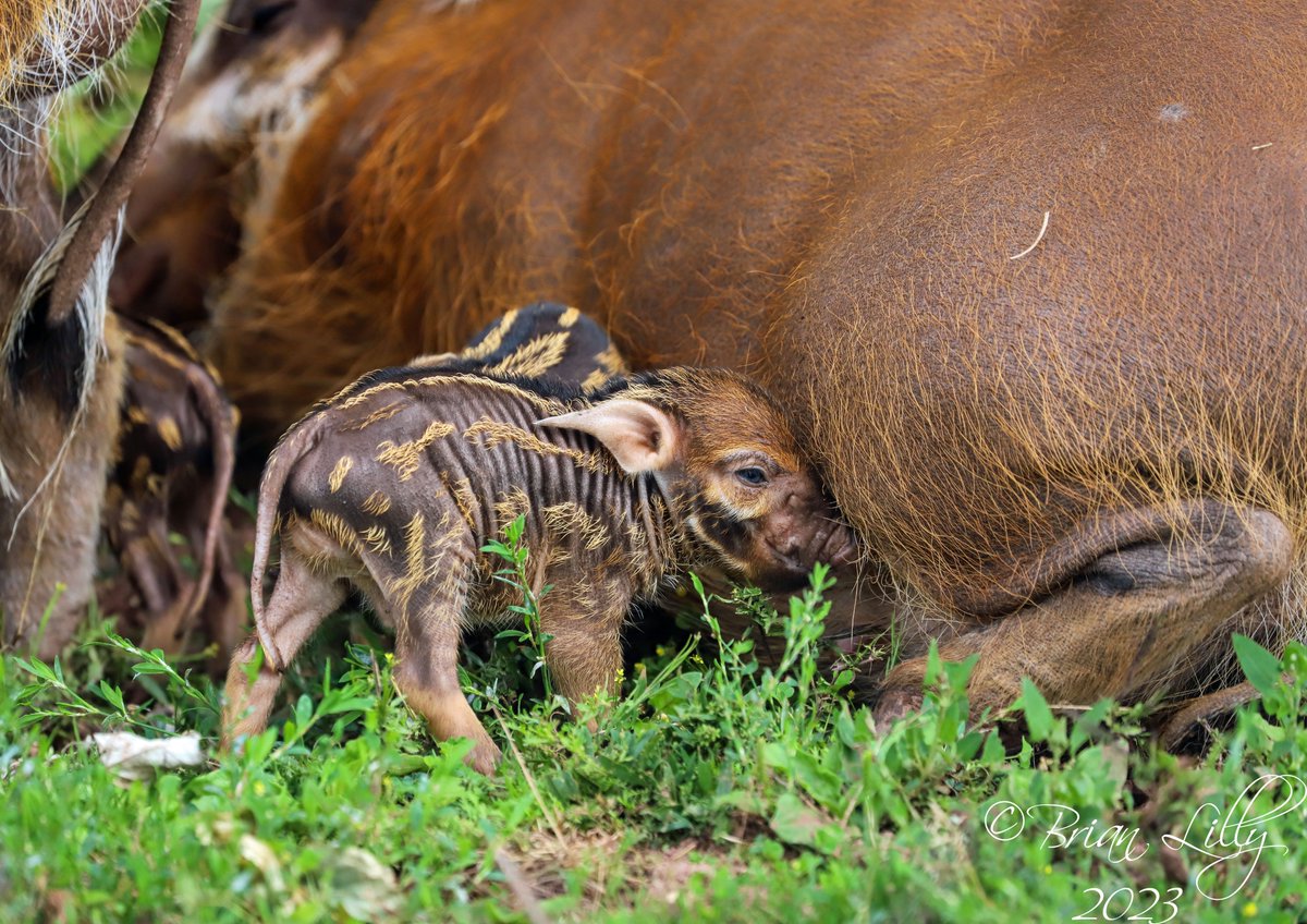 brglilly's tweet image. Congratulations to Winnie and Humphrey on the birth of their 3 hoglets 2 of 2 @paigntonzoo #hoglets #redriverhogs