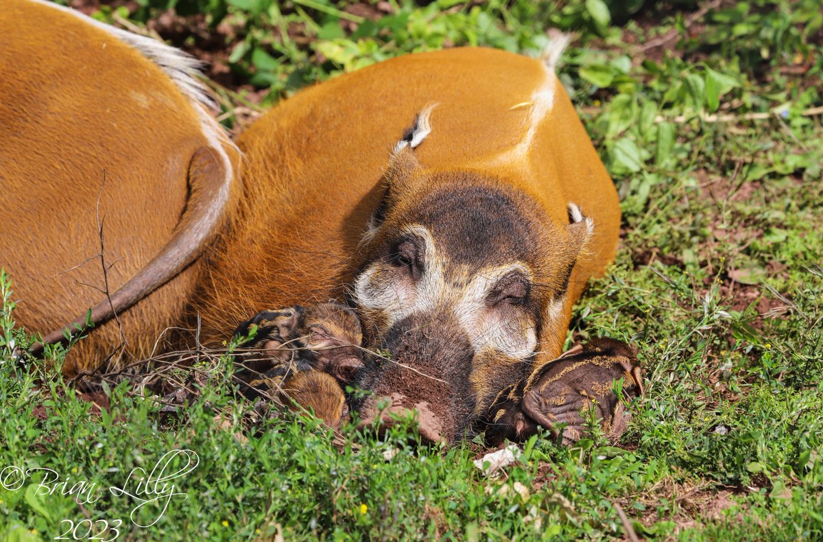 brglilly's tweet image. Congratulations to Winnie and Humphrey on the birth of their 3 hoglets 2 of 2 @paigntonzoo #hoglets #redriverhogs