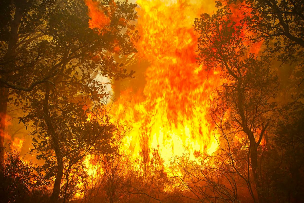 SDIS83's tweet photo. Ne laissons pas nos forêts devenir de véritables brasiers 🔥

🌳 Dans le Var il existe près de 430.000 hectares de forêt, nous devons la protéger.

➡️ La semaine s'annonce sous haut risque FdF alors soyez attentifs aux recommandations.

⚠️Soyez responsables et vigilants https://t.co/5kotXbjHmK