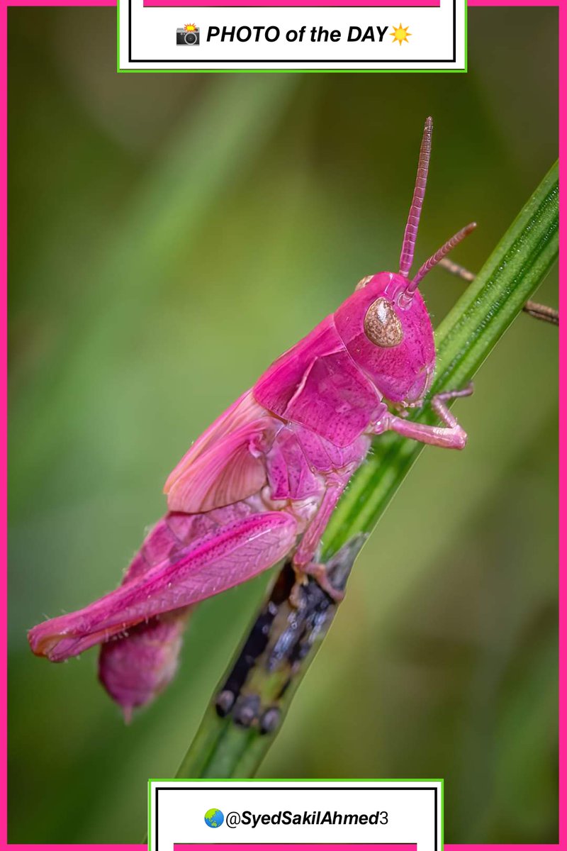 Syed Sakil Ahmed tweet media