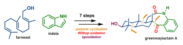 After the very elegant study towards indole sesquiterpenes <a href="/MagauerGroup/">The Magauer Lab</a>, today our biomimetic synthesis of greenwaylactams A-C is out in <a href="/OrgBiomolChem/">OBC</a>. Great minds think alike ;)
tinyurl.com/a7htr8tz
