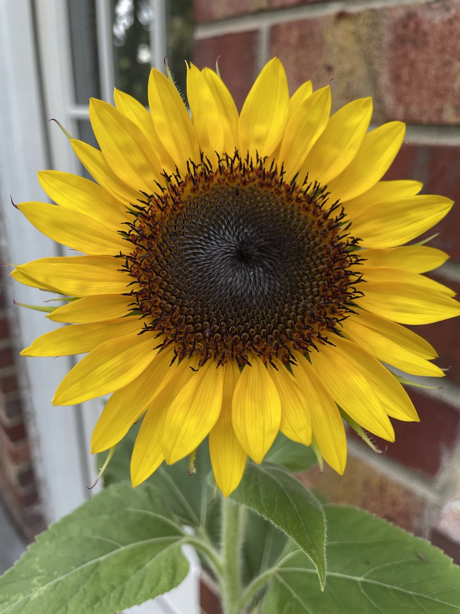 Hi Fam❣️

My latest drop to brighten up your day.  

Pick one up if you called to..🥰🤗

Tell me this doesn’t put a smile on your face…🌻

3 xtz