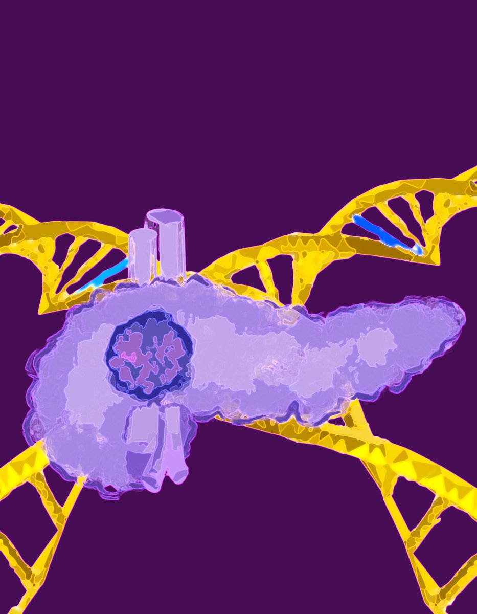 ElizSMcKenna's tweet image. ICYMI in @CD_AACR: Spectrum of Response to Platinum and #PARP Inhibitors in Germline #BRCA–Associated #PancreaticCancer in the Clinical and Preclinical Setting by @ChaniStossel, Maria Raitses-Gurevich, Talia Golan &amp;amp; colleagues doi.org/10.1158/2159-8… @sheba_medical @TelAvivUni