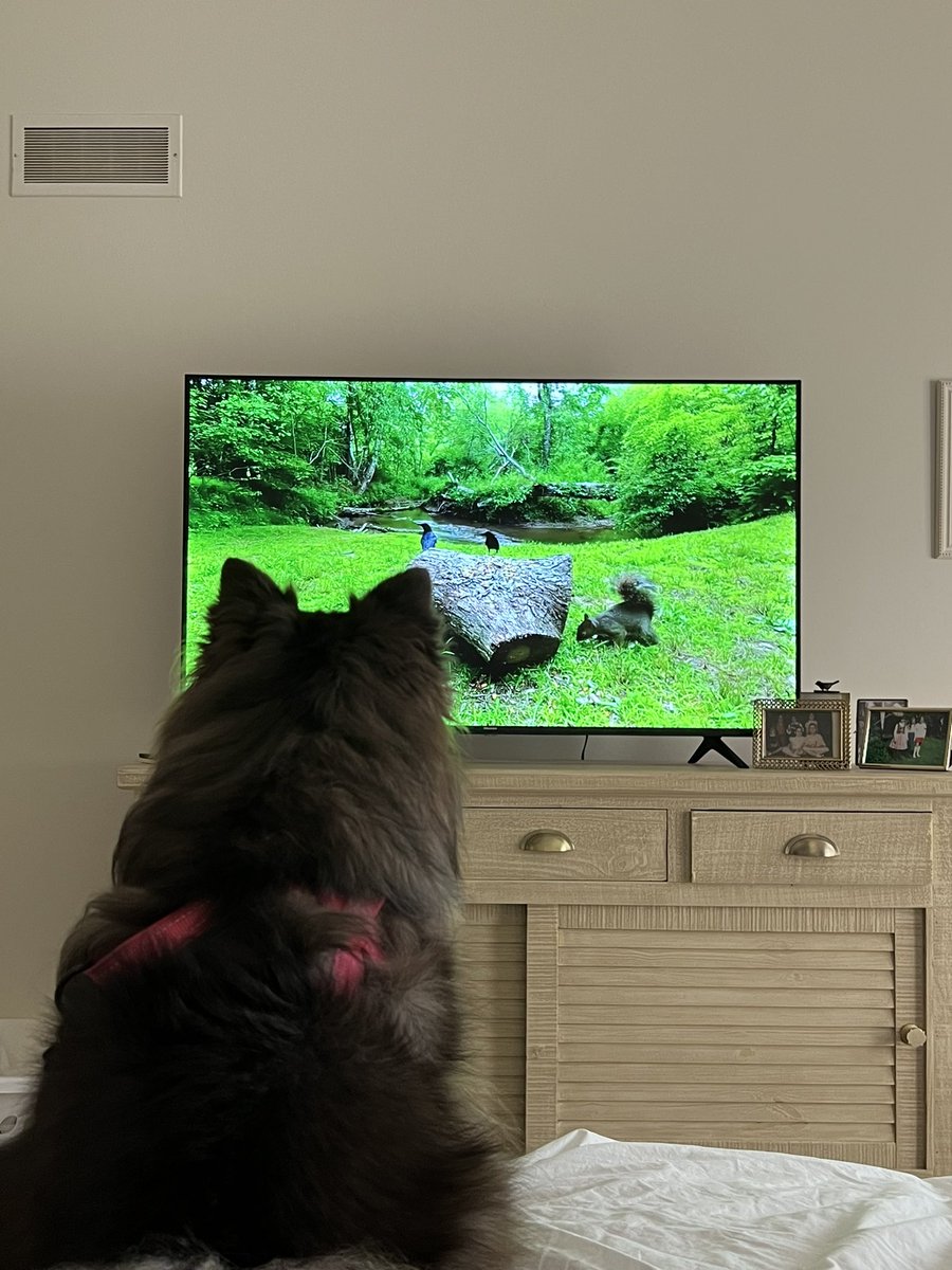 JAScribbles's tweet photo. Dog TV. #petsitting #MinnetonkaMN #WayzataMN #pomeranians #pomsoftwitter https://t.co/j5mWBXAMo1