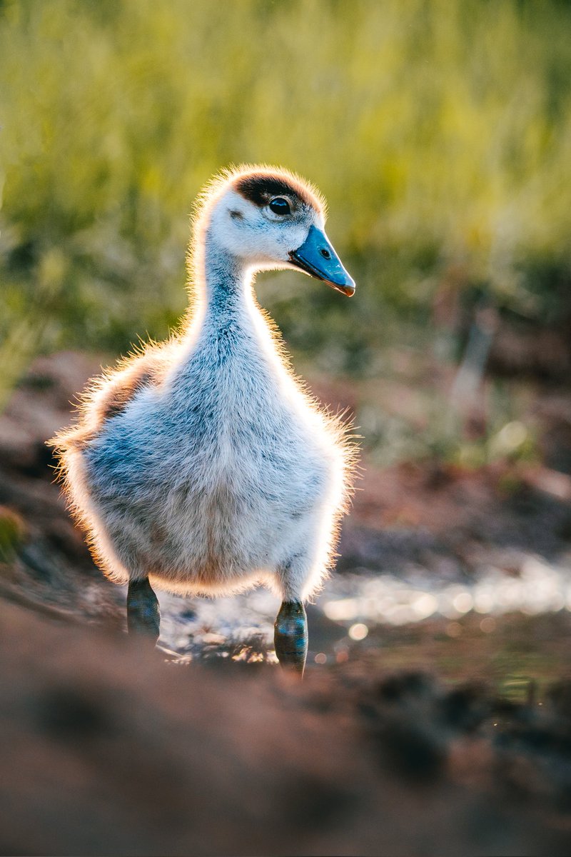 JohanSmit_Photo's tweet photo. @clicks1222 https://t.co/aVUzEBFrnX