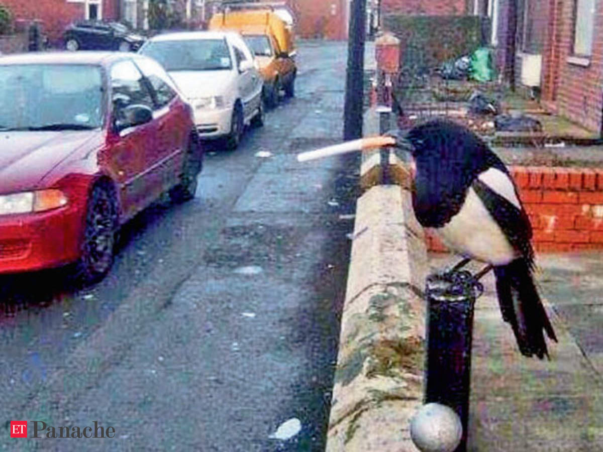 𝑆𝐼𝐴𝑁 𝑇𝐻𝑌𝑀𝐸𝑆 🫧 tweet media