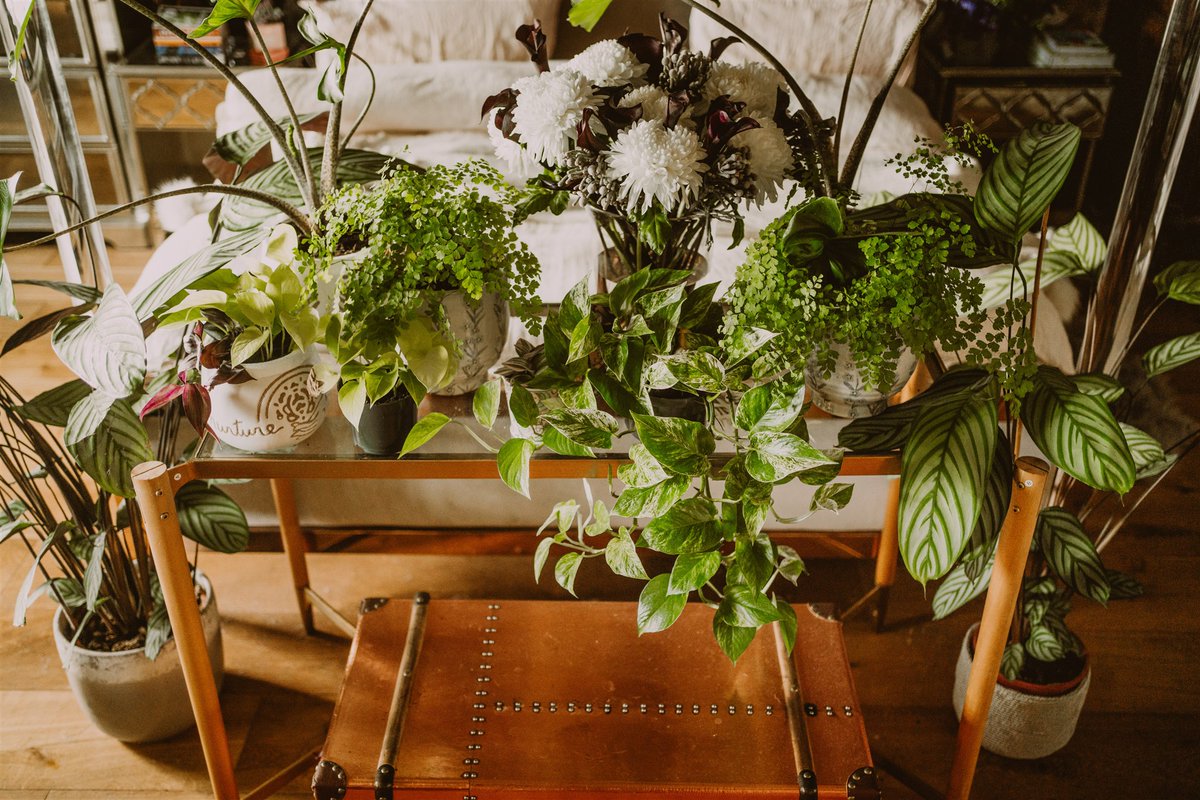 DunskeyE's tweet photo. In between events, life in our top-floor home breathes peace and calm into our lives. 

#dunskeyestate #dunskeymagic #interiordesign #indoorplants #scottishweddingvenue https://t.co/y2UsCEDxff