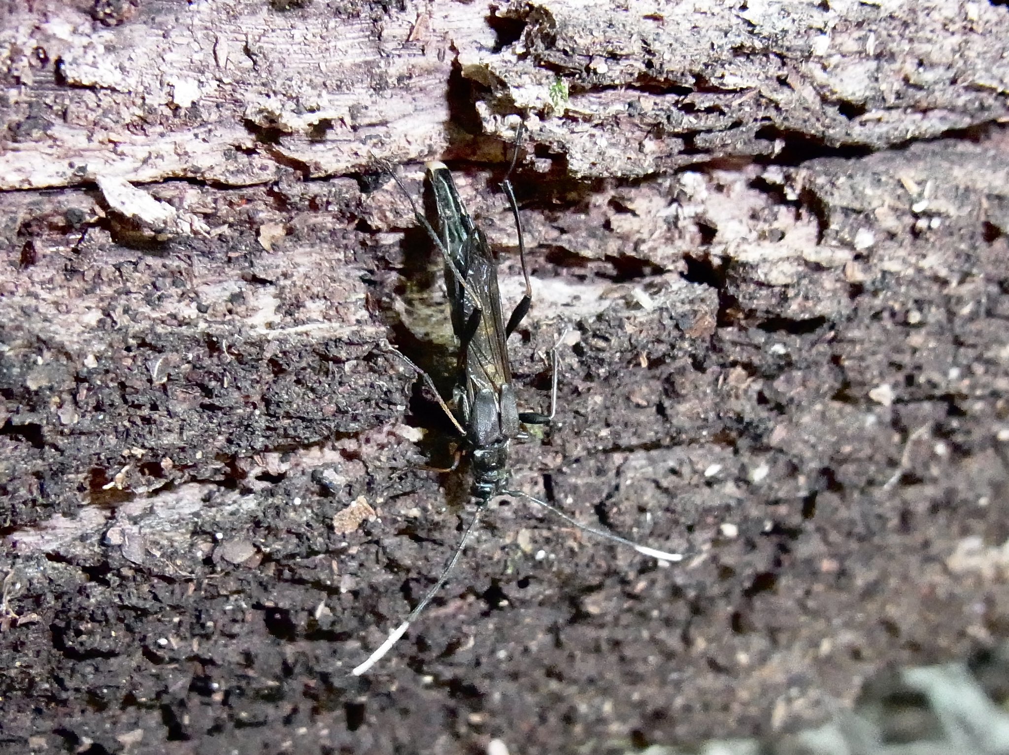 【白銀の蜂】 蟲採蜂 (@Hymenoptera48) / X