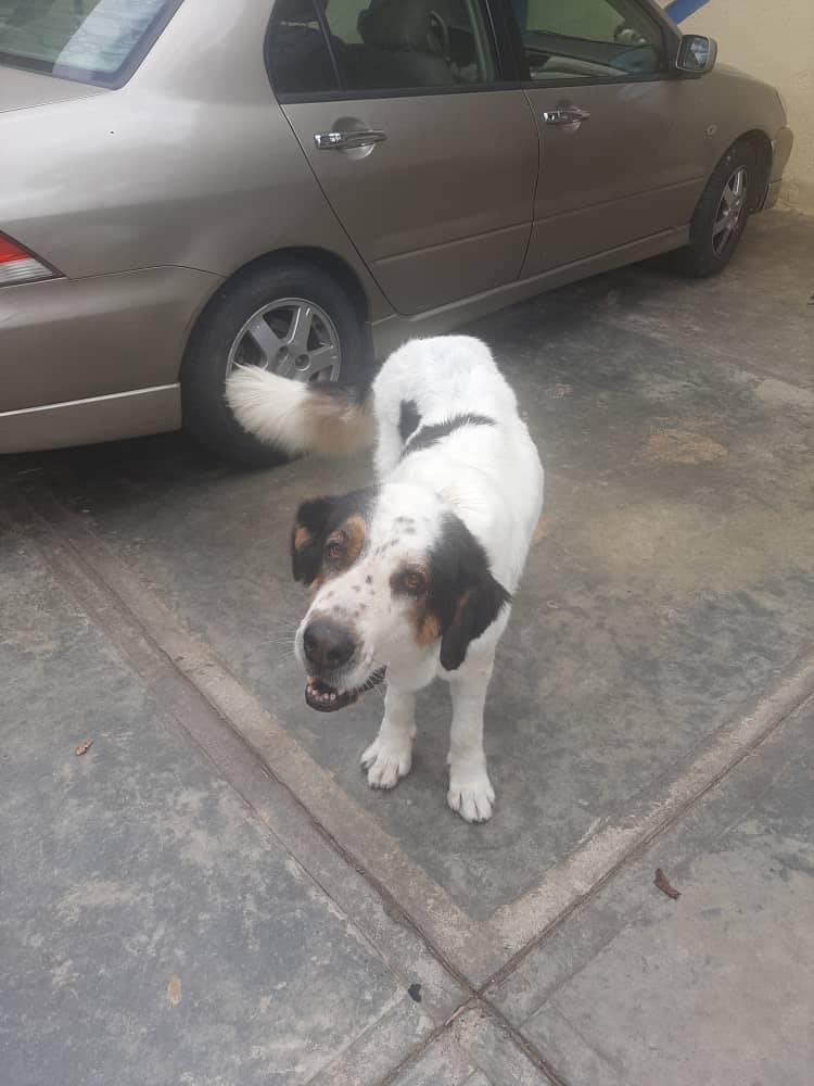 PerroUsuario's tweet photo. 🆘️ Hatillo RT @MarielisaSthory: Luna❤️aun no aparece! Desde el martes en la mañana no sabemos nada d ella se encontraba en el momento q desapareció en calle la Montaña y Don Pedro vía carretera vieja La Unión cerca abasto El Saman. Agradezco informacion 🙏@hatllano @NotiHatillo https://t.co/XFixsISgP7