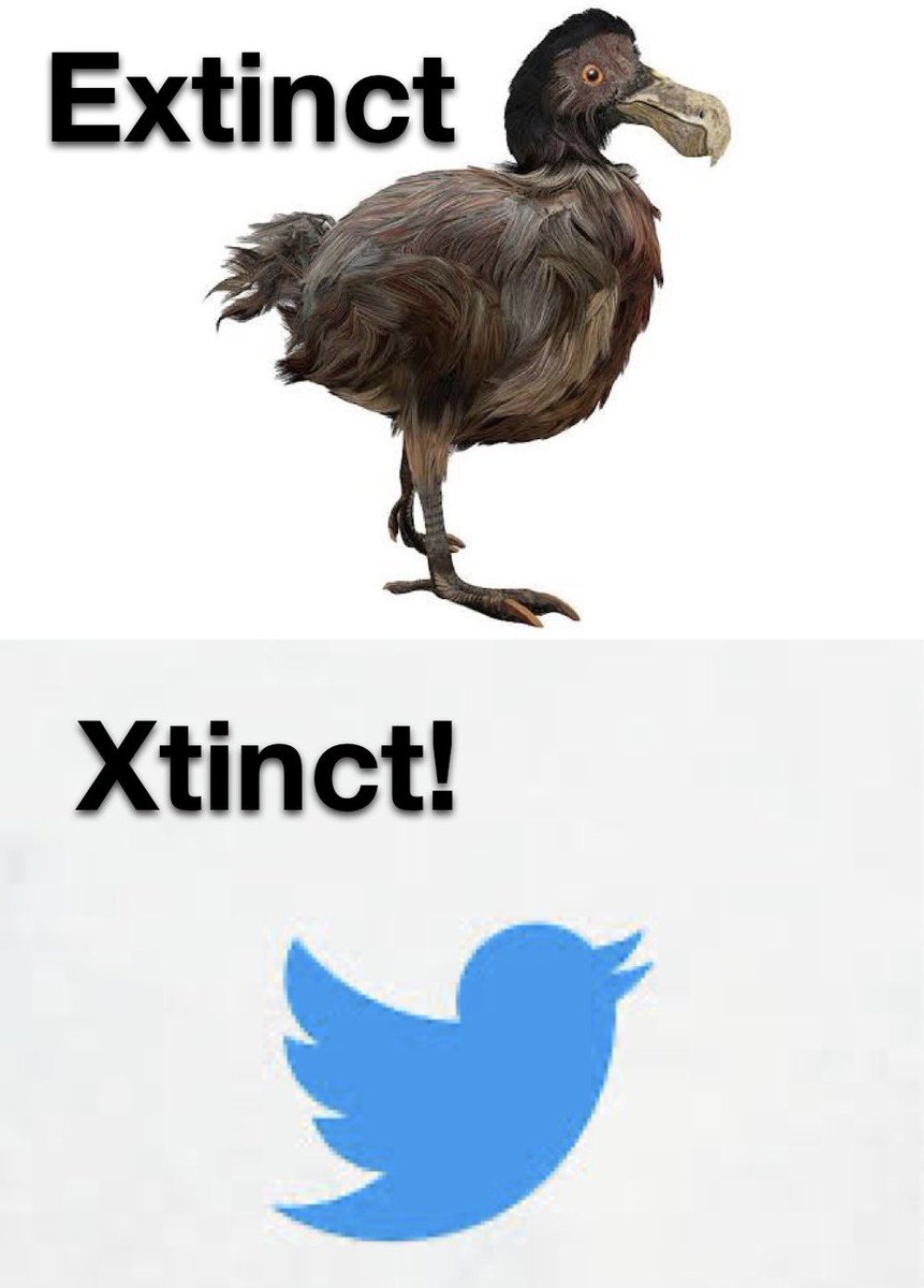 The endangered bird! #TwitterX