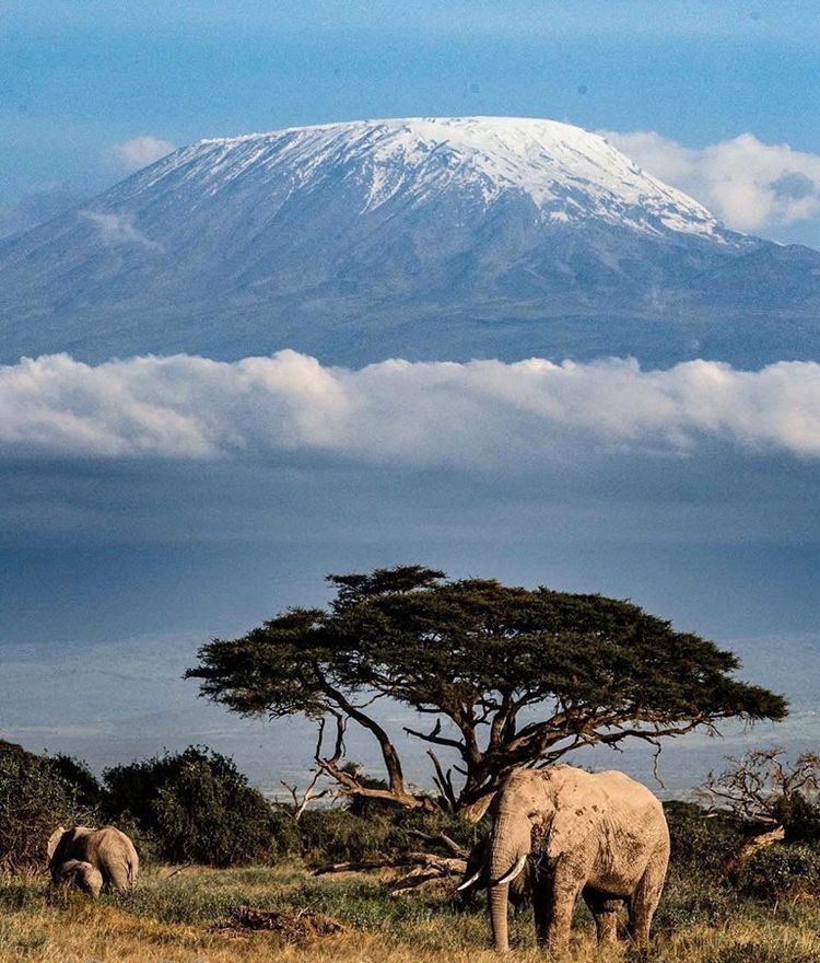 africandbeyond's tweet photo. Africa, a place like no other, a place where you’ll feel the rhythmic heartbeat of the wild as you traverse vast through the savannas, where majestic lions roam freely and herds of graceful elephants amble gracefully. This is Africa as it once was. https://t.co/MxmqlJLvzv