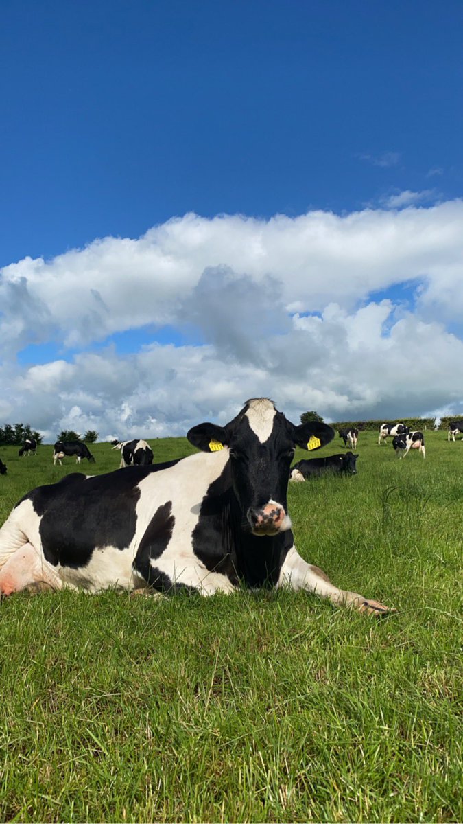Kilsunny_Herd's tweet photo. Old Tulip - the matriarch of our herd at 13 years of age ๐ฅฐ๐ฅฐ
#thefav #longevity #britishfriesian #cows https://t.co/WomXZxyHU4