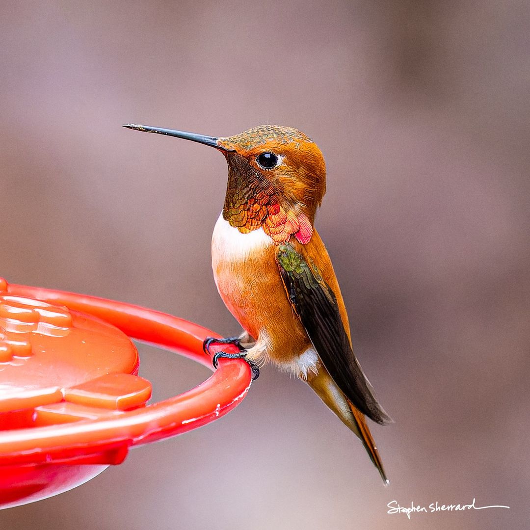 Nice hummingbird 🥰🥰🥰