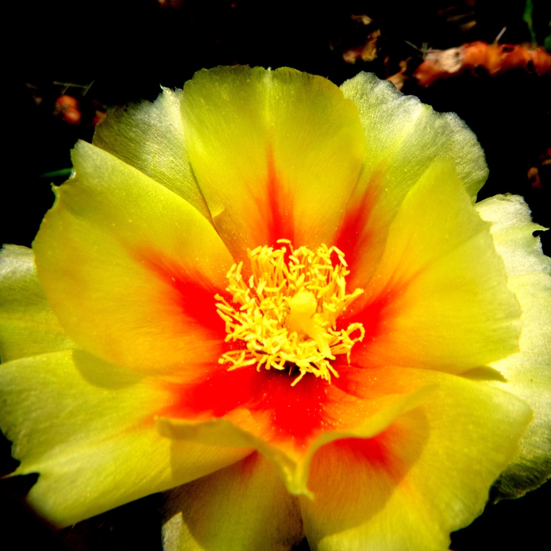 Focus on Nature tweet media