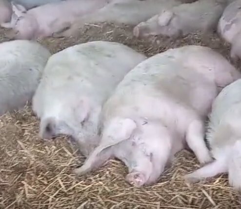 S_Catsgotmyback's tweet image. #Pigoneer 💕💞 #PigoneersUnited 

A few of the miracle rescues/ residents of @BTWsanctuary. Just look at that content smile 🥲😇