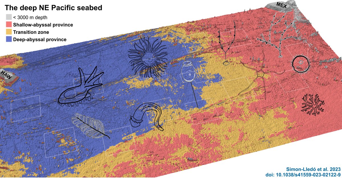 Erik Simon Lledó (@bokamero) on Twitter photo Our new study in <a href="/NatureEcoEvo/">NatureEcoEvo</a> unveils unexpected patterns in deep-sea #macroecology.
A biogeographic boundary splits the #NEPacific in two provinces, deep & shallow-abyssal, with distinct seabed fauna but same diversity levels across the #CCZ. 1/
nature.com/articles/s4155… Our new study in <a href="/NatureEcoEvo/">NatureEcoEvo</a> unveils unexpected patterns in deep-sea #macroecology.
A biogeographic boundary splits the #NEPacific in two provinces, deep & shallow-abyssal, with distinct seabed fauna but same diversity levels across the #CCZ. 1/
nature.com/articles/s4155…