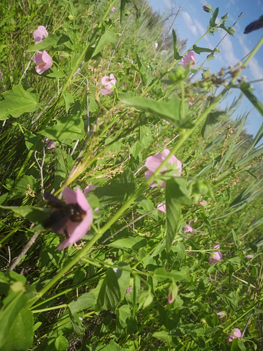 LIFE SEEDFORCE tweet media