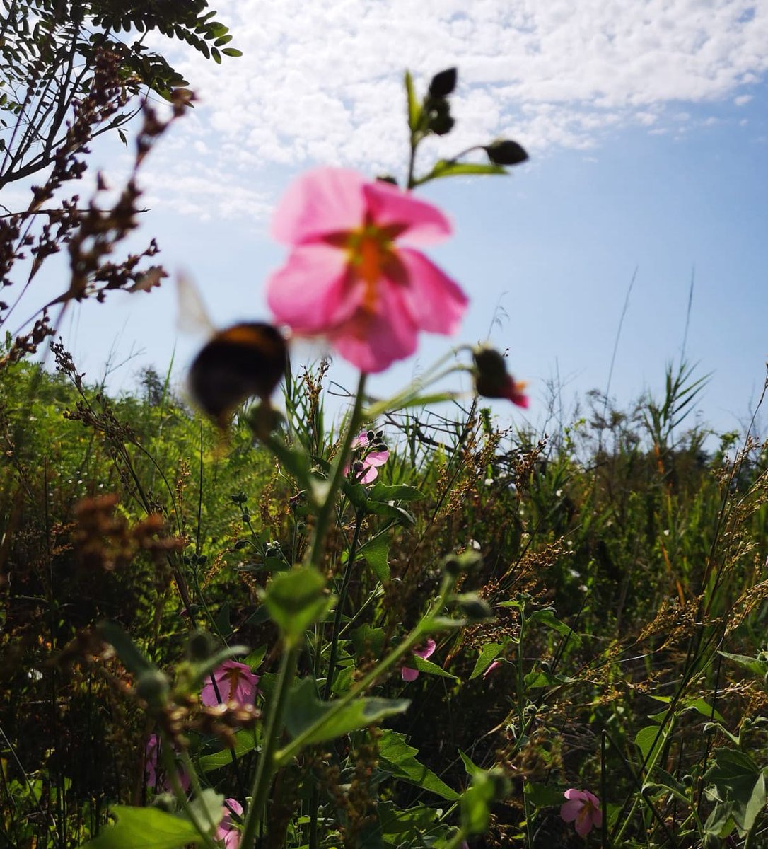 LIFE SEEDFORCE tweet media