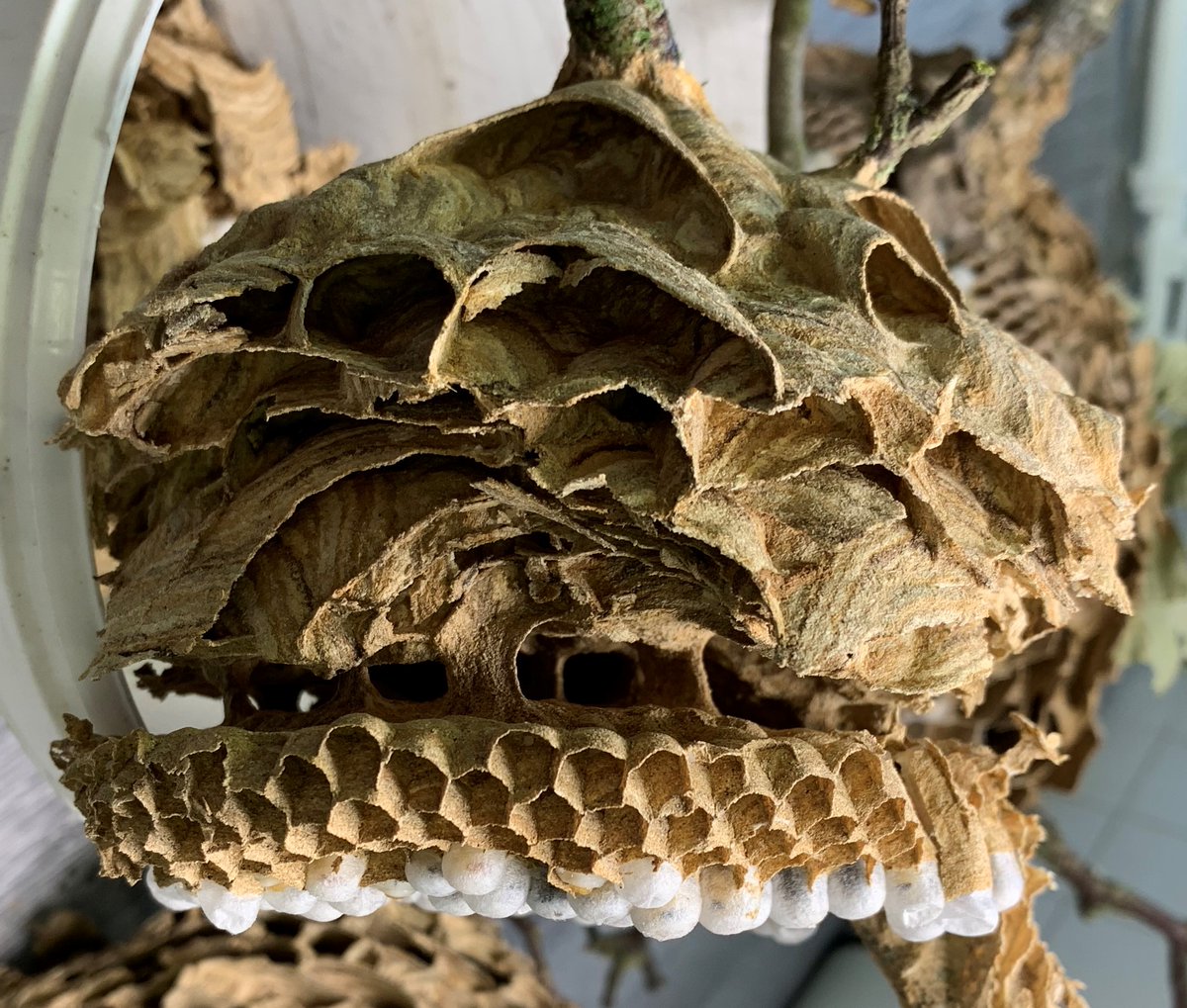 The National Bee Unit (NBU) responded to a credible sighting of Asian hornets (Vespa velutina) in Gravesend, Kent on the 20th of July.
nationalbeeunit.com/about-us/beeke… 
See this Instagram photo by @nationalbeeunit_apha instagram.com/p/CvFZOjLNm-O/…