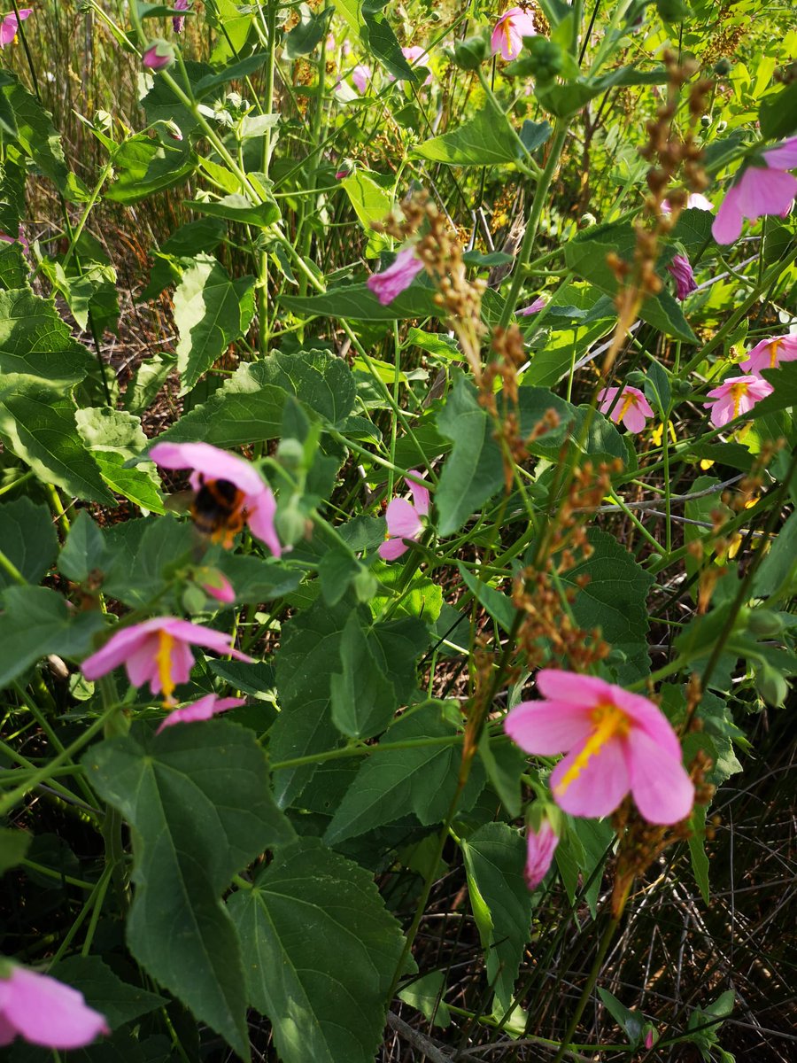 #LIFEproject #LIFEprogramme
Networking con LIFE PollinAction EU project nel sito di Punta Sabbioni, in occasione dei campionamenti #SEEDFORCE di 𝙆𝙤𝙨𝙩𝙚𝙡𝙚𝙩𝙯𝙠𝙮𝙖 𝙥𝙚𝙣𝙩𝙖𝙘𝙖𝙧𝙥𝙤𝙨.