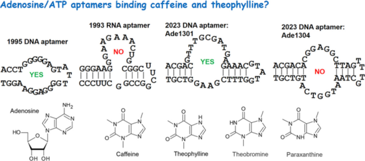 BiochemistryACS's tweet image. Cautionary note for those building/using aptamers:

@bionaloo and colleagues explore aptamer selectivity, finding broader substrates than expected, explained by a second type of binding site.

pubs.acs.org/doi/10.1021/ac…

#aptamer
#sensor
#selectivity
@WaterlooChem