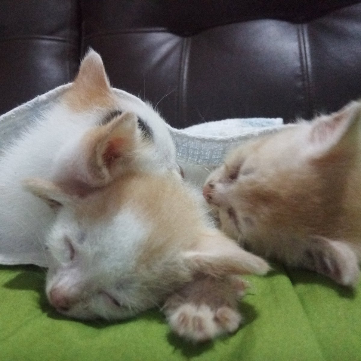 planethapinet's tweet image. #NewProfilePic