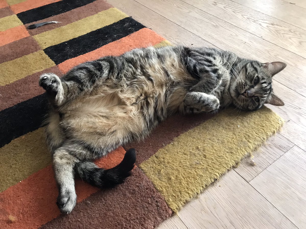 jason_tabby's tweet image. Waiting for belly rubs