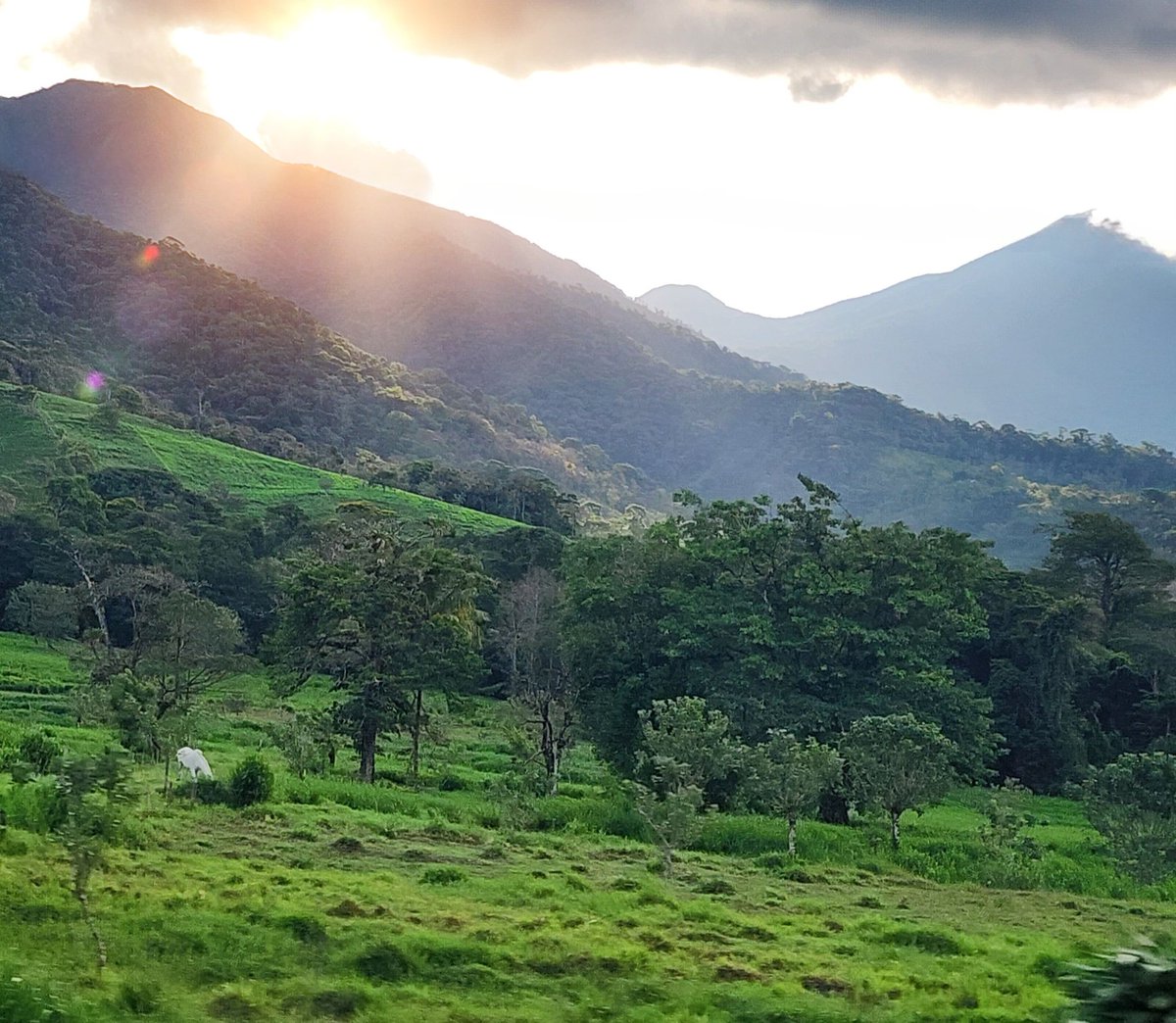 AngelFavazza's tweet photo. Costa Rica 🇨🇷 #puravida #costarica2023 https://t.co/BLOcUuZJNq