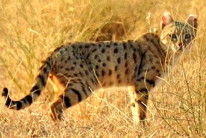 Unitedfortigers's tweet photo. The Asiatic Wildcat (Felis silvestris ornata) also known as Desert Cat & Asian Steppe Cat is a lesser studied #Smallwildcat found in western #India! It inhabits desert, scrub, and semi-arid areas & can be identified by its sandy-colored coat with black spots!
PC. Raja Bandi https://t.co/siOgQHgrbu
