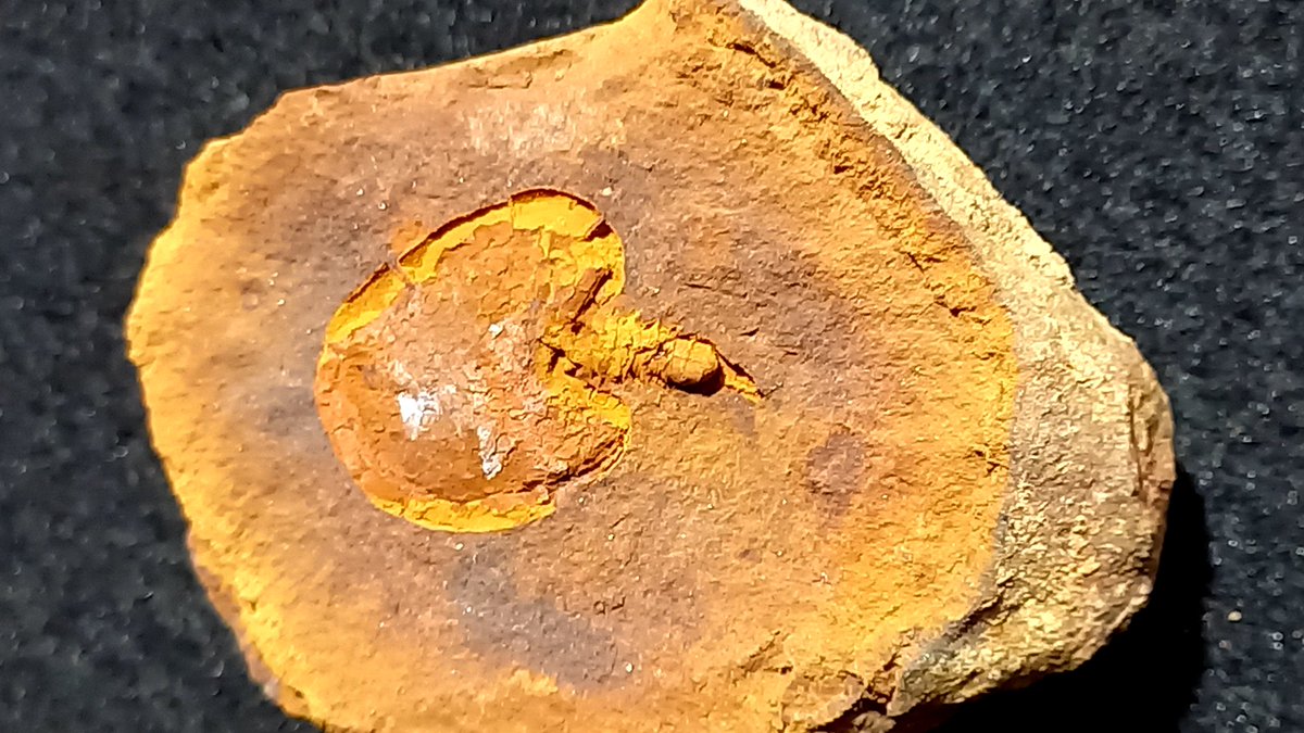 Ben moula fezouata (@benfossil) on Twitter photo 