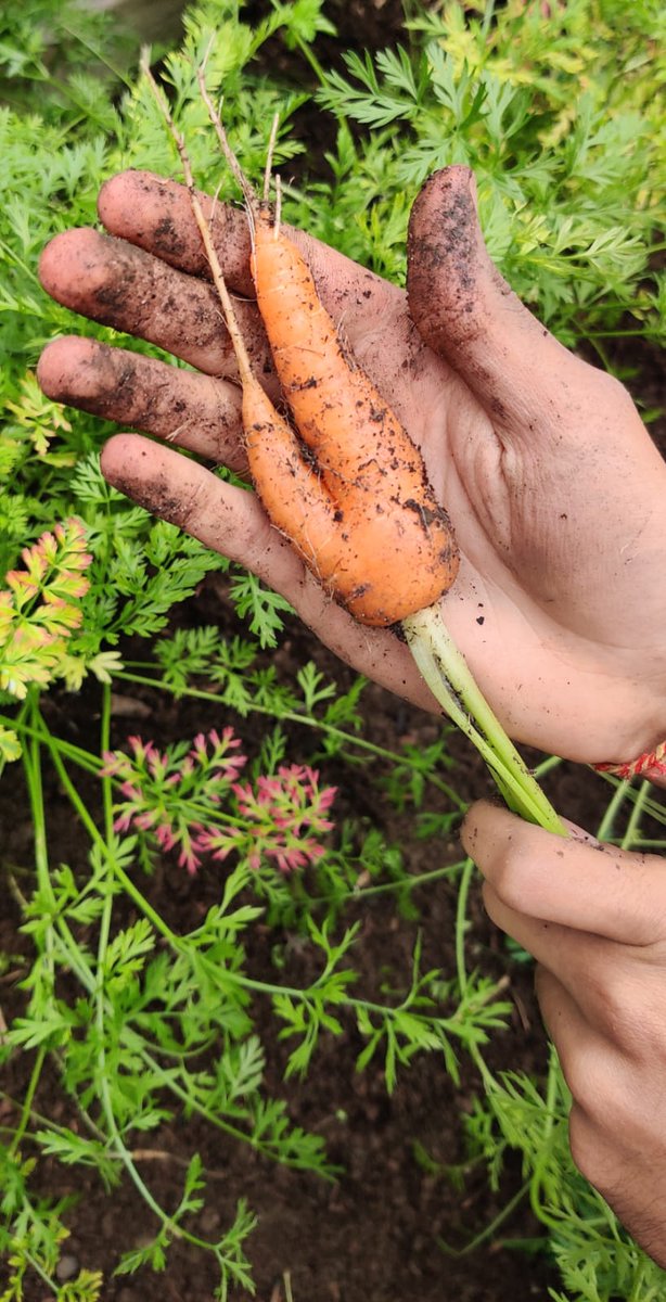 Lovely #OrganicCarrots harvest from my garden 😍🥕❤️

There's no greater feeling than when your efforts pay off. Seeds were sown in March, harvests in July!

#OrganicAgriculture